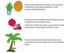 Sebutkan Tiga Contoh Tumbuhan Yang Berkembang Biak Dengan Stolon